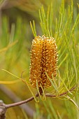 TRESCO ABBEY GARDEN, ISLES OF SCILLY: MAY, SPRING, ORANGE, BROWN FLOWERS, BLOOMS OF BANKSIA SPINULOSA FROM AUSTRALIA, SHRUBS, EXOTIC