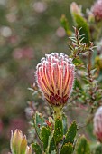 TRESCO ABBEY GARDEN, ISLES OF SCILLY: MAY, SPRING, RED FLOWERS OF LEUCOSPERMUM SCARLET RIBBONS, PINCUSHION, COMPACT, EVERGREEN, SHRUBS