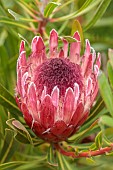 TRESCO ABBEY GARDEN, ISLES OF SCILLY: MAY, SPRING, RED FLOWERS OF PROTEA PINK ICE, SOUTH AFRICA