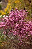 TRESCO ABBEY GARDEN, ISLES OF SCILLY: MAY, SPRING, PINK FLOWERS OF ERICA BACCANS FROM SOUTH AFRICA, HEATHERS, BERRY HEATH