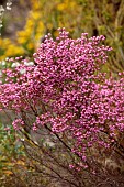 TRESCO ABBEY GARDEN, ISLES OF SCILLY: MAY, SPRING, PINK FLOWERS OF ERICA BACCANS FROM SOUTH AFRICA, HEATHERS, BERRY HEATH