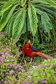 TRESCO ABBEY GARDEN, ISLES OF SCILLY: GOLDEN PHEASANT EATING FOLIAGE IN THE GARDEN