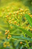 TRESCO ABBEY GARDEN, ISLES OF SCILLY: MAY, SPRING, YELLOW, ORANGE, FLOWERS OF EUPHORBIA STYGIANA FROM THE AZORES, PERENNIALS