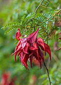 TRESCO ABBEY GARDEN, ISLES OF SCILLY: MAY, SPRING, RED FLOWERS, BLOOMS OF LOBSTER CLAW, CLIANTHUS PUNICEUS, CLIMBERS, SHRUBS, EXOTIC
