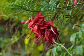 TRESCO ABBEY GARDEN, ISLES OF SCILLY: MAY, SPRING, RED FLOWERS, BLOOMS OF LOBSTER CLAW, CLIANTHUS PUNICEUS, CLIMBERS, SHRUBS, EXOTIC
