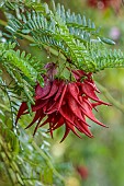 TRESCO ABBEY GARDEN, ISLES OF SCILLY: MAY, SPRING, RED FLOWERS, BLOOMS OF LOBSTER CLAW, CLIANTHUS PUNICEUS, CLIMBERS, SHRUBS, EXOTIC