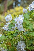 TRESCO ABBEY GARDEN, ISLES OF SCILLY: MAY, CREAM, WHITE FLOWERS OF CORYNABUTILON VITIFOLIUM FROM CHILE, SHRUBS