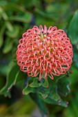 TRESCO ABBEY GARDEN, ISLES OF SCILLY: MAY, SPRING, RED, PINK, FLOWERS, BLOOMS OF LEUCOSPERMUM CORDIFOLIUM FROM SOUTH AFRICA