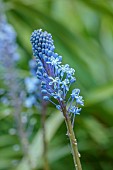 TRESCO ABBEY GARDEN, ISLES OF SCILLY: MAY, SPRING, BLUE FLOWERS OF SCILLA NATALENSIS, BULBS
