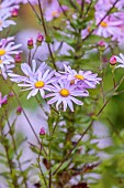 TRESCO ABBEY GARDEN, ISLES OF SCILLY: MAY, SPRING, PINK FLOWERS, BLOOMS OF SENECIO GLASTIFOLUS, ANNUALS, HERBS