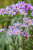 TRESCO ABBEY GARDEN, ISLES OF SCILLY: MAY, SPRING, PINK FLOWERS, BLOOMS OF SENECIO GLASTIFOLUS, ANNUALS, HERBS