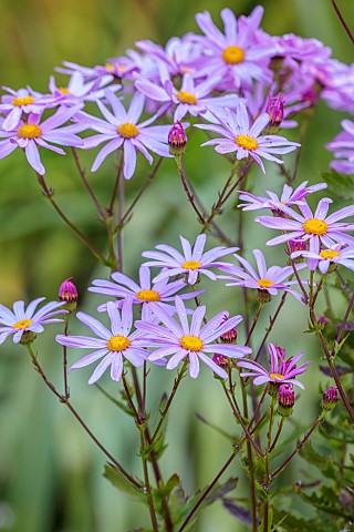TRESCO_ABBEY_GARDEN_ISLES_OF_SCILLY_MAY_SPRING_PINK_FLOWERS_BLOOMS_OF_SENECIO_GLASTIFOLUS_ANNUALS_HE