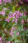 TRESCO ABBEY GARDEN, ISLES OF SCILLY: MAY, SPRING, PINK, FLOWERS OF VIRGILIA OROBOIDES FROM SOUTH AFRICA, EVERGREEN, TREES