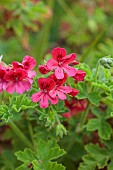 TRESCO ABBEY GARDEN, ISLES OF SCILLY: SPRING, MAY, RED, PINK FLOWERS, BLOOMS OF PELARGONIUM AURORES UNIQUE FROM SOUTH AFRICA