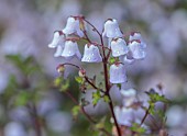 TRESCO ABBEY GARDEN, ISLES OF SCILLY: MAY, SPRING, PALE BLUE FLOWERS, BLOOMS OF JOVELLANA VIOLACEA FROM CHILE, VIOLET TEACUP FLOWER, SHRUBS