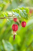 TRESCO ABBEY GARDEN, ISLES OF SCILLY: MAY, SPRING, RED, PALE YELLOW FLOWERS, BLOOMS OF ABUTILON MEGAPOTANICUM FROM BRAZIL, SHRUBS