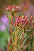 TRESCO ABBEY GARDEN, ISLES OF SCILLY: MAY, SPRING, LEUCADENDRON SALIGNUM RED EMBERS FROM SOUTH AFRICA, SHRUBS
