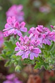 TRESCO ABBEY GARDEN, ISLES OF SCILLY: MAY, SPRING, PINK, FLOWERS, BLOOMS OF PELARGONIUM PINK CAPITATUM FROM SOUTH AFRICA