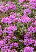 TRESCO ABBEY GARDEN, ISLES OF SCILLY: MAY, SPRING, PINK, FLOWERS, BLOOMS OF PELARGONIUM PINK CAPITATUM FROM SOUTH AFRICA