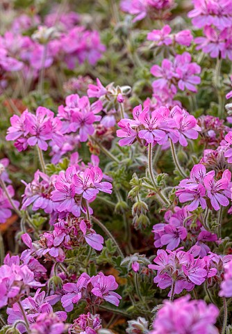 TRESCO_ABBEY_GARDEN_ISLES_OF_SCILLY_MAY_SPRING_PINK_FLOWERS_BLOOMS_OF_PELARGONIUM_PINK_CAPITATUM_FRO