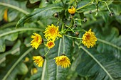 TRESCO ABBEY GARDEN, ISLES OF SCILLY: MAY, SPRING, YELLOW FLOWERS, BLOOMS OF SONCHUS ARBOREUS FROM MADEIRA, SHRUBS, TREE DANDELION