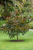 TRESCO ABBEY GARDEN, ISLES OF SCILLY: MAY, SPRING,BRONZE, GREEN LEAVES, FOLIAGE OF AGATHIS DAMMARA, AMBOYNA PINE FROM INDONESIA, CONIFER, TREE