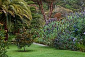 TRESCO ABBEY GARDEN, ISLES OF SCILLY: MAY, SPRING, MAY, BRONZE, GREEN LEAVES, FOLIAGE OF AGATHIS DAMMARA, AMBOYNA PINE FROM INDONESIA, CONIFER, TREE, ECHIUMS