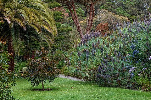 TRESCO_ABBEY_GARDEN_ISLES_OF_SCILLY_MAY_SPRING_MAY_BRONZE_GREEN_LEAVES_FOLIAGE_OF_AGATHIS_DAMMARA_AM