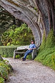 TRESCO ABBEY GARDEN, ISLES OF SCILLY: MAY, SPRING, PATH, HEAD GARDENER ANDREW LAWSON BESIDE A CUPRESSUS MACROCARPA, MONTEREY CYPRESS