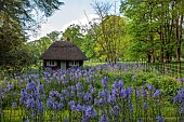COTTESBROOKE HALL AND GARDENS, NORTHAMPTONSHIRE: SPRING, MAY: THATCHED WENDY HOUSE, CAMASSIA LEIGHTLINII CAERULEA, PERENNIALS, SHADE, SHADY, SUMMERHOUSE