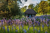 COTTESBROOKE HALL AND GARDENS, NORTHAMPTONSHIRE: SPRING, MAY: THATCHED WENDY HOUSE, CAMASSIA LEIGHTLINII CAERULEA, PERENNIALS, SHADE, SHADY, SUMMERHOUSE