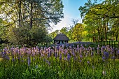 COTTESBROOKE HALL AND GARDENS, NORTHAMPTONSHIRE: SPRING, MAY: THATCHED WENDY HOUSE, CAMASSIA LEIGHTLINII CAERULEA, PERENNIALS, SHADE, SHADY, SUMMERHOUSE