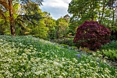 COTTESBROOKE HALL AND GARDENS, NORTHAMPTONSHIRE: SPRING, MAY: THE WILD GARDEN, CAMASSIA LEIGHTLINII CAERULEA, COW PARSLEY, BRIDGE, EUPHORBIA, JAPANESE MAPLES