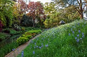 COTTESBROOKE HALL AND GARDENS, NORTHAMPTONSHIRE: SPRING, MAY: THE WILD GARDEN, CAMASSIA LEIGHTLINII CAERULEA, COW PARSLEY, BRIDGE, EUPHORBIA, WILLOW, PAVILION