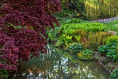 COTTESBROOKE HALL AND GARDENS, NORTHAMPTONSHIRE: SPRING, MAY: THE WILD GARDEN, STREAM, FERNS, EUPHORBIA, WILLOW, MAPLE, ACER