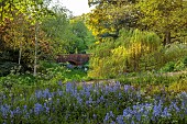 COTTESBROOKE HALL AND GARDENS, NORTHAMPTONSHIRE: SPRING, MAY: THE WILD GARDEN, STREAM, BLUEBELLS, WILLOW, SWAN, BRIDGE