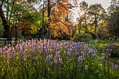 COTTESBROOKE HALL AND GARDENS, NORTHAMPTONSHIRE: SPRING, MAY: CAMASSIA LEICHTLINII CAERULEA, SUNSET, WOODLAND, PERENNIALS, SHADE, SHADY