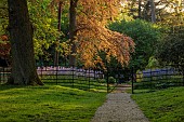 COTTESBROOKE HALL AND GARDENS, NORTHAMPTONSHIRE: SPRING, MAY: CAMASSIA LEICHTLINII CAERULEA, SUNSET, WOODLAND, PERENNIALS, SHADE, SHADY, FENCE, GATE, PATH