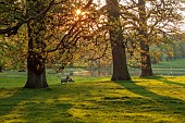 COTTESBROOKE HALL AND GARDENS, NORTHAMPTONSHIRE: SPRING, MAY: VIEW FROM THE WEST FRONT, TREES, PARKLAND, SHEEP