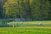 COTTESBROOKE HALL AND GARDENS, NORTHAMPTONSHIRE: SPRING, MAY: VIEW FROM THE WEST FRONT, TREES, PARKLAND, SHEEP, LAKE, BRIDGE
