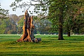 COTTESBROOKE HALL AND GARDENS, NORTHAMPTONSHIRE: SPRING, MAY: TREES, PARKLAND, SHEEP