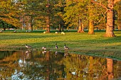 COTTESBROOKE HALL AND GARDENS, NORTHAMPTONSHIRE: SPRING, TREES, LAKE, GEESE, PARKLAND, SUNSET