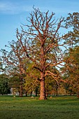 COTTESBROOKE HALL AND GARDENS, NORTHAMPTONSHIRE: SPRING, TREES, PARKLAND, SUNSET, SHEEP