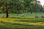 COTTESBROOKE HALL AND GARDENS, NORTHAMPTONSHIRE: SPRING, TREES, SHEEP, PARKLAND, SUNSET