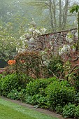 COTTESBROOKE HALL AND GARDENS, NORTHAMPTONSHIRE: SPRING, MAY: WALL, WHITE FLOWERS, BLOOMS OF WISTERIA BRACHYBOTRIS SHIRO-KAPITAN, CLIMBER