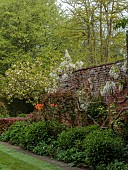 COTTESBROOKE HALL AND GARDENS, NORTHAMPTONSHIRE: SPRING, MAY: WALL, WHITE FLOWERS, BLOOMS OF WISTERIA BRACHYBOTRIS SHIRO-KAPITAN, CLIMBER