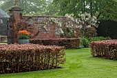 COTTESBROOKE HALL AND GARDENS, NORTHAMPTONSHIRE: SPRING, MAY: WALL, WHITE FLOWERS, BLOOMS OF WISTERIA BRACHYBOTRIS SHIRO-KAPITAN, CLIMBER, TULIP BALLERINA IN CONTAINERS