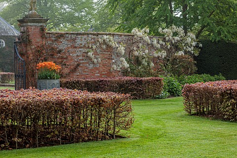 COTTESBROOKE_HALL_AND_GARDENS_NORTHAMPTONSHIRE_SPRING_MAY_WALL_WHITE_FLOWERS_BLOOMS_OF_WISTERIA_BRAC