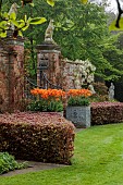 COTTESBROOKE HALL AND GARDENS, NORTHAMPTONSHIRE: SPRING, MAY: WALL, WHITE FLOWERS, BLOOMS OF WISTERIA BRACHYBOTRIS SHIRO-KAPITAN, CLIMBER, TULIP BALLERINA IN CONTAINERS