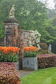 COTTESBROOKE HALL AND GARDENS, NORTHAMPTONSHIRE: SPRING, MAY: WALL, WHITE FLOWERS, BLOOMS OF WISTERIA BRACHYBOTRIS SHIRO-KAPITAN, CLIMBER, TULIP BALLERINA IN CONTAINERS